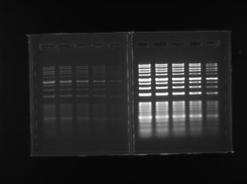 AgaroseGel image LuminoGraphⅡ(ルミノグラフⅡ) | 高感度化學(xué)発光撮影裝置 | ゲル撮影?イメージング | アトー製品情報 | ATTO