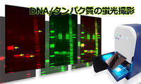 DNAタンパク質(zhì)の蛍光撮影Web LuminoGraphⅡ(ルミノグラフⅡ) | 高感度化學(xué)発光撮影裝置 | ゲル撮影?イメージング | アトー製品情報 | ATTO