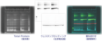 LuminoGraphⅢ | 高感度化學(xué)発光撮影裝置 | ゲル撮影?イメージング | アトー製品情報(bào) | ATTO