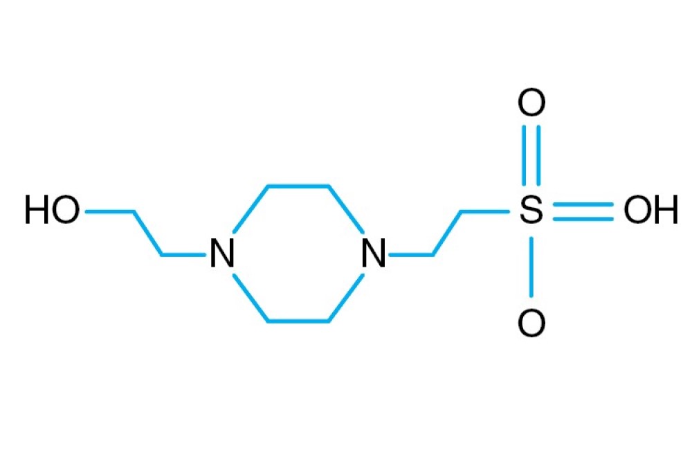 HEPES Buffer