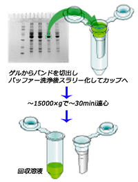 ATTOPREP MF （アトプレップMF） | 電気泳動?ゲル染色試薬 | 試薬 | アトー製品情報 | ATTO