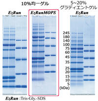 EzRun MOPS （イージーランMOPS） | 電気泳動?泳動バッファー | 試薬 | アトー製品情報 | ATTO