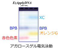 Ez Apply DNA（イージーアプライDNA） | 電気泳動(dòng)?サンプル調(diào)製試薬 | 試薬 | アトー製品情報(bào) | ATTO
