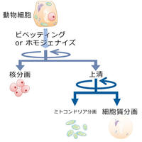 EzSubcell Fraction （イージーサブセル フラクション） | 抽出関連試薬/細(xì)胞?タンパク質(zhì)可溶化剤 | 試薬 | アトー製品情報(bào) | ATTO
