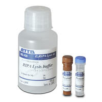 動物細(xì)胞全タンパク抽出用RIPA可溶化バッファー WSE-7420型 EzRIPA Lysis kit (イージーリパ ライシス キット) EzRIPA Lysis kit (イージーリパ ライシス キット) | 抽出関連試薬/細(xì)胞?タンパク質(zhì)可溶化剤 | 試薬 | アトー製品情報(bào) | ATTO