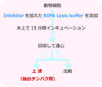EzRIPA Lysis kit （イージーリパ ライシス キット） | 抽出関連試薬/細(xì)胞?タンパク質(zhì)可溶化剤 | 試薬 | アトー製品情報(bào) | ATTO
