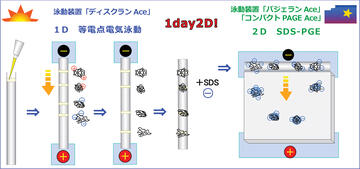 2次元電気泳動(dòng)原理図2018web ディスクラン Ace | コンパクト/ミニゲルサイズ | 二次元/等電點(diǎn)電気泳動(dòng) | アトー製品情報(bào) | ATTO