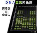 ATTO EzFluoroStainDNA (イージーフロロステイン DNA) サブマージ?アガロース電気泳動(dòng)裝置 | 小型電気泳動(dòng)裝置 | アガロースゲル電気泳動(dòng) | アトー製品情報(bào) | ATTO