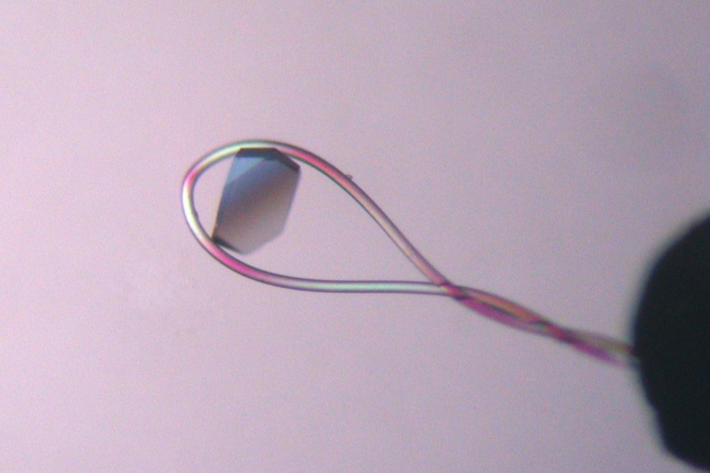 Mounted CryoLoop™ - 20 micron