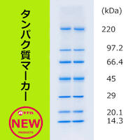 EzStandard Ⅱ(イージースタンダード Ⅱ) EzStandard Ⅱ(イージースタンダード Ⅱ) | 電気泳動?分子量マーカー | 試薬 | アトー製品情報 | ATTO