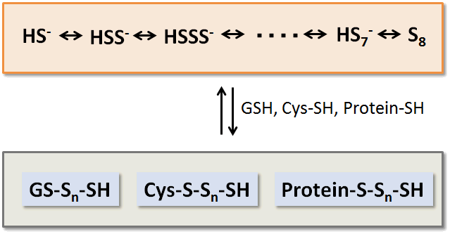 生體硫黃解析用試薬 -SulfoBiotics- Sodium trisulfide (Na2S3)　同仁化學(xué)研究所