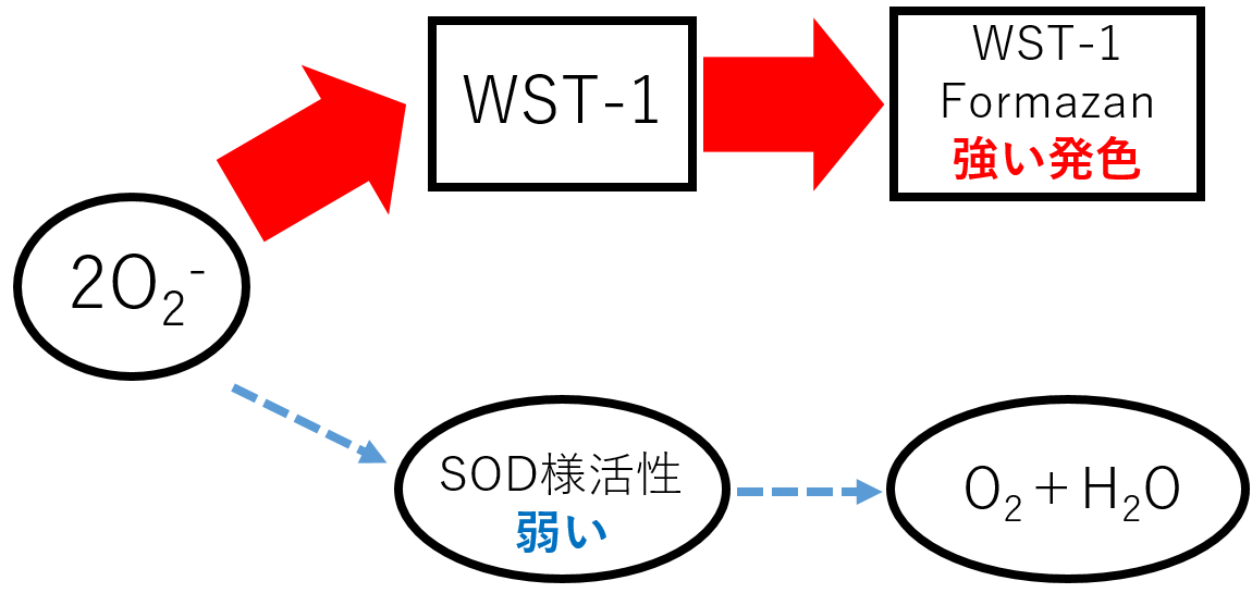 抗酸化能測(cè)定キット SOD Assay Kit - WST　同仁化學(xué)研究所