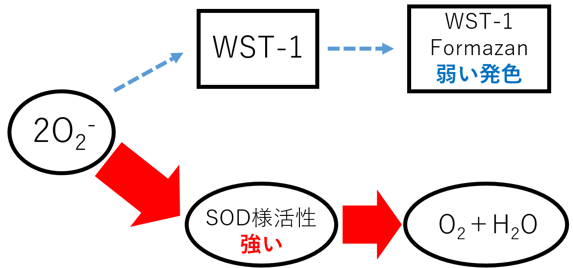 抗酸化能測(cè)定キット SOD Assay Kit - WST　同仁化學(xué)研究所