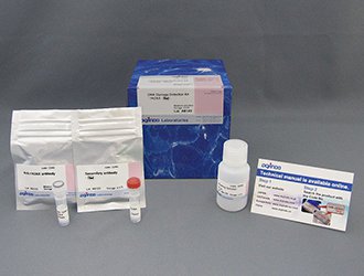 DNAダメージ検出抗體 DNA Damage Detection Kit - γH2AX　- Red　