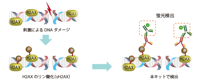 DNAダメージ検出抗體 DNA Damage Detection Kit - γH2AX　- Red　