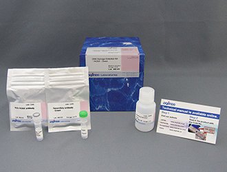 DNAダメージ検出抗體 DNA Damage Detection Kit - γH2AX - Green
