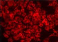 DNAダメージ検出抗體 Anti-Nitroguanosine monoclonal antibody(Clone#NO2G52)　
