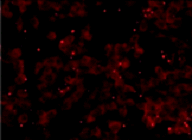 DNAダメージ検出抗體 Anti-Nitroguanosine monoclonal antibody(Clone#NO2G52)　