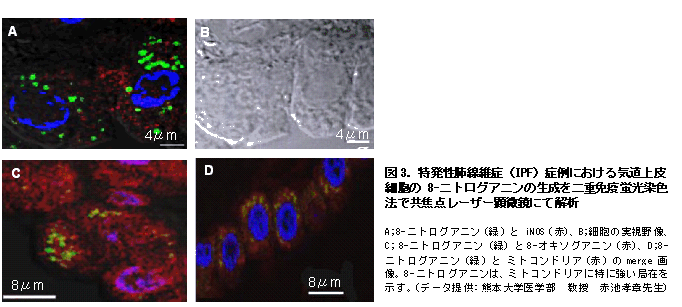 DNAダメージ検出抗體 Anti-Nitroguanosine monoclonal antibody(Clone#NO2G52)　