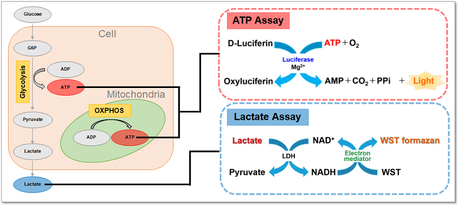 解糖系/酸化的リン酸化測(cè)定キット Glycolysis/OXPHOS Assay Kit　