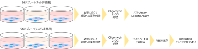 解糖系/酸化的リン酸化測(cè)定キット Glycolysis/OXPHOS Assay Kit　