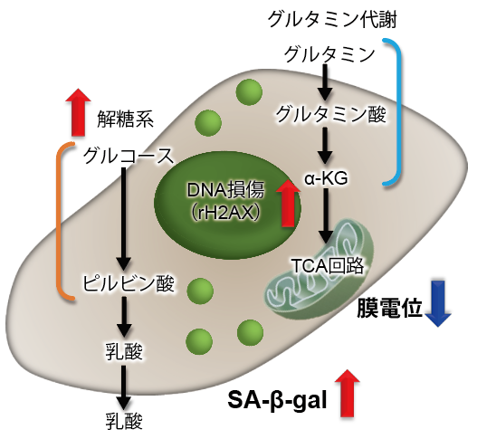 老化細(xì)胞検出キット Cellular Senescence Detection Kit - SPiDER-βGal　