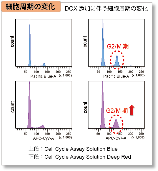 老化細(xì)胞検出キット Cellular Senescence Detection Kit - SPiDER-βGal　