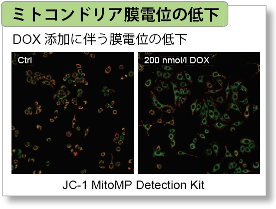 老化細(xì)胞検出キット Cellular Senescence Detection Kit - SPiDER-βGal　