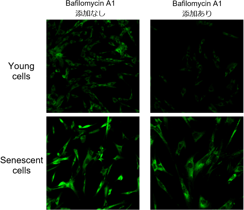 老化細(xì)胞検出キット Cellular Senescence Detection Kit - SPiDER-βGal　