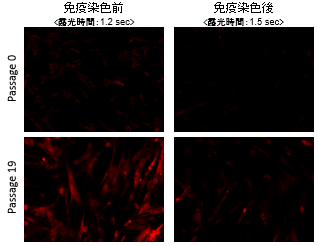 老化細(xì)胞検出キット Cellular Senescence Detection Kit - SPiDER-βGal　
