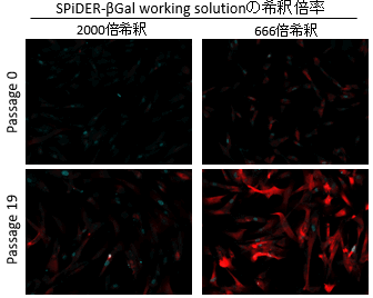 老化細(xì)胞検出キット Cellular Senescence Detection Kit - SPiDER-βGal　
