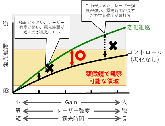 老化細(xì)胞検出キット Cellular Senescence Detection Kit - SPiDER-βGal　