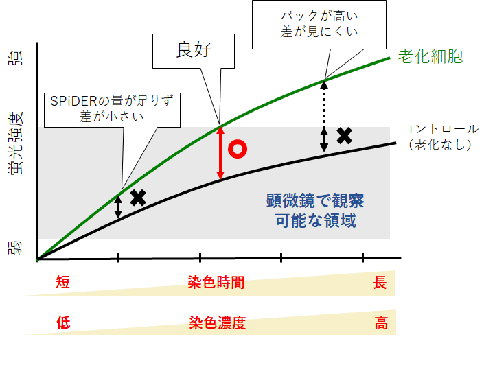 老化細(xì)胞検出キット Cellular Senescence Detection Kit - SPiDER-βGal　