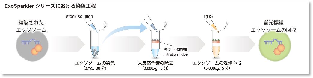 エクソソーム タンパク質(zhì)蛍光染色キット Deep Red ExoSparkler Exosome Protein Labeling Kit-Deep Red　