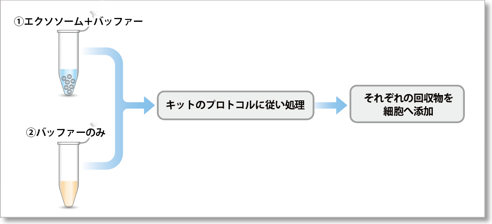 エクソソーム タンパク質(zhì)蛍光染色キット Red ExoSparkler Exosome Protein Labeling Kit-Red　