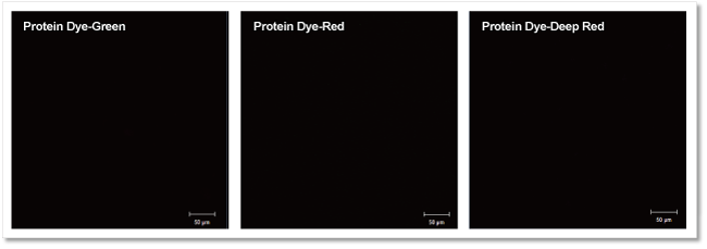 エクソソーム タンパク質(zhì)蛍光染色キット Red ExoSparkler Exosome Protein Labeling Kit-Red　
