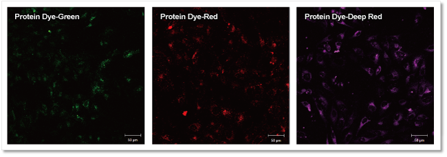 エクソソーム タンパク質(zhì)蛍光染色キット Green ExoSparkler Exosome Protein Labeling Kit-Green　
