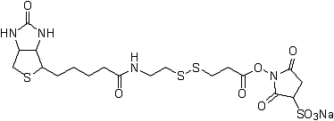 ビオチン標(biāo)識(shí)試薬 Biotin-SS-Sulfo-OSu