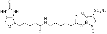 ビオチン標(biāo)識試薬 Biotin-AC5 Sulfo-OSu