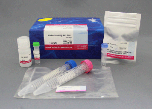 タンパク質(zhì)標(biāo)識(shí)キット Biotin Labeling Kit - NH2 (for 1mg)　