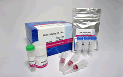 抗體標識キット Ab-10 Rapid Biotin Labeling Kit　