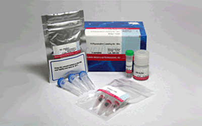 抗體標識キット Ab-10 Rapid R-Phycoerythrin Labeling Kit　