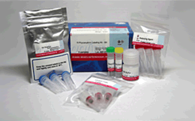 抗體標識キット Ab-10 Rapid R-Phycoerythrin Labeling Kit　