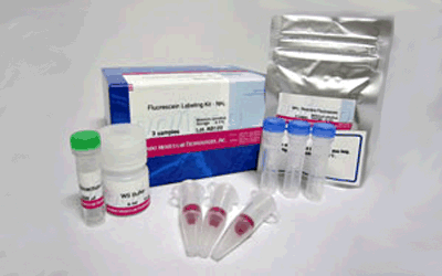 抗體標(biāo)識(shí)キット Ab-10 Rapid Fluorescein Labeling Kit　