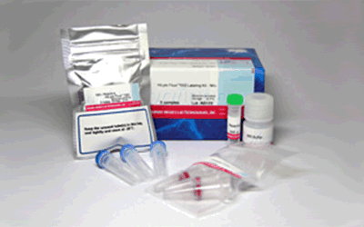 抗體?タンパク質(zhì)標(biāo)識(shí)キット HiLyte Fluor&trade; 555 Labeling Kit - NH2　