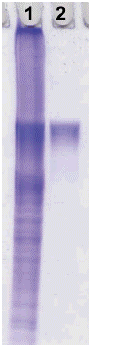 抗體?タンパク質(zhì)標(biāo)識(shí)キット HiLyte Fluor&trade; 555 Labeling Kit - NH2　