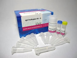 抗體?タンパク質(zhì)標(biāo)識(shí)キット HiLyte Fluor&trade; 555 Labeling Kit - NH2　