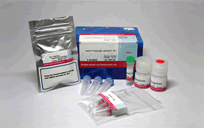 抗體?タンパク質(zhì)標(biāo)識(shí)キット Alkaline Phosphatase Labeling Kit - SH　