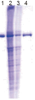 抗體?タンパク質(zhì)標識キット Alkaline Phosphatase Labeling Kit - NH2　