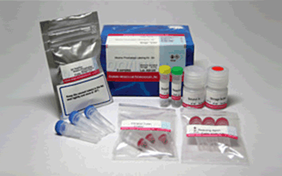 抗體?タンパク質(zhì)標識キット Alkaline Phosphatase Labeling Kit - NH2　
